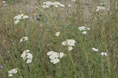 Achillea millefolium