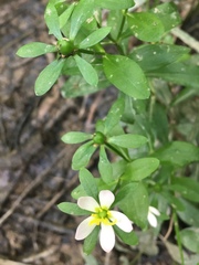 Sabatia calycina