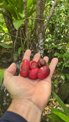 Libidibia monosperma