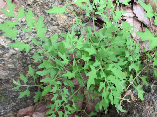 Crepidiastrum chelidoniifolium iNat (1)