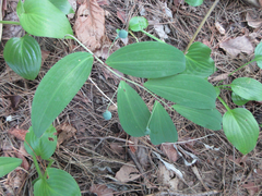Polygonatum lasianthum