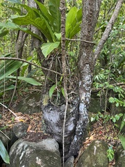 Libidibia monosperma