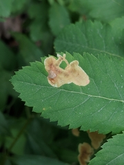 Agromyza valdorensis