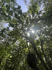 Libidibia monosperma