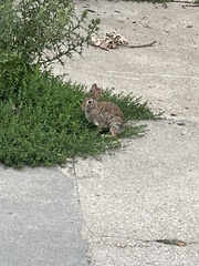Sylvilagus floridanus