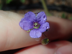 Erodium cygnorum