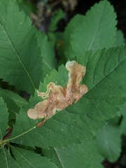 Agromyza valdorensis