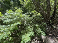 Libidibia monosperma