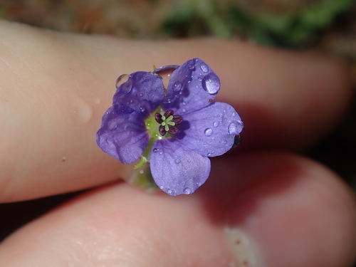 Image of Erodium cygnorum by (c) Thomas Mesaglio, some rights reserved (CC BY)