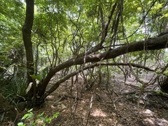 Libidibia monosperma