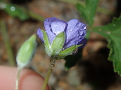 Erodium cygnorum