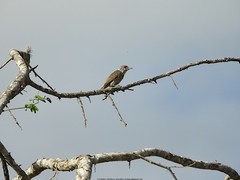 Nesoctites micromegas