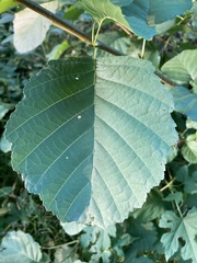 Magnoliopsida