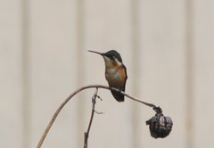 Chaetocercus astreans