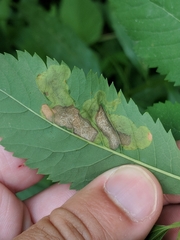 Agromyza valdorensis