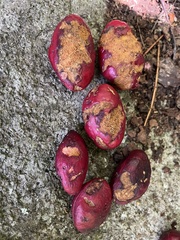 Libidibia monosperma