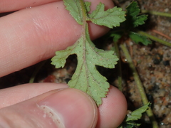 Erodium cygnorum