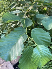 Magnoliopsida