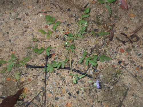 Image of Erodium cygnorum by (c) Thomas Mesaglio, some rights reserved (CC BY)