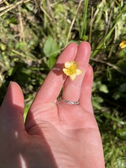 Ranunculus rhomboideus