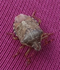 Podisus serieventris