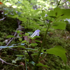 Scutellaria saxatilis