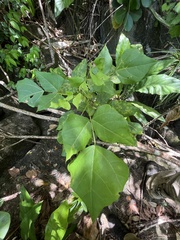 Erythrina eggersii
