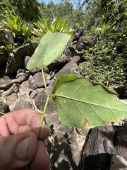 Erythrina eggersii