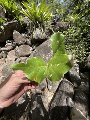 Erythrina eggersii