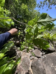 Erythrina eggersii