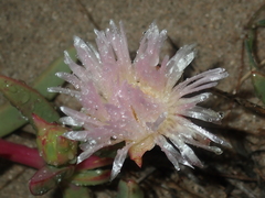 Carpobrotus virescens