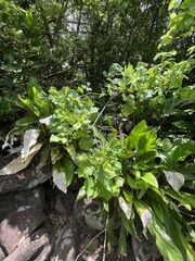 Erythrina eggersii