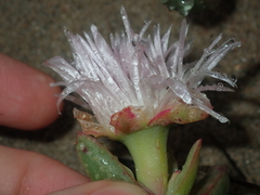Carpobrotus virescens