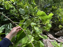 Erythrina eggersii