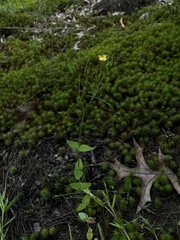 Hypericum gymnanthum