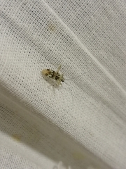Phytocoris tiliae