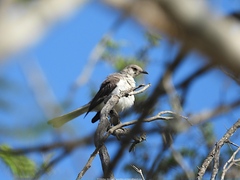 Mimus polyglottos orpheus