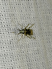 Phytocoris tiliae