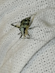 Phytocoris tiliae