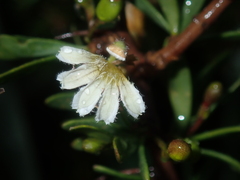 Scaevola spinescens
