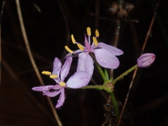 Burchardia rosea