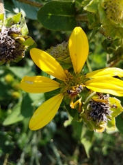 Silphium integrifolium