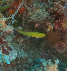 Gobius auratus