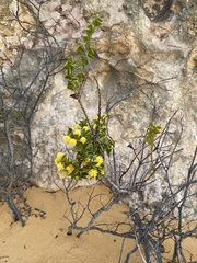 Acacia pulchella