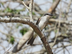 Tyrannus dominicensis dominicensis