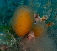 Aplidium elegans