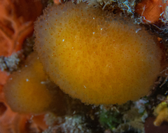 Aplidium elegans