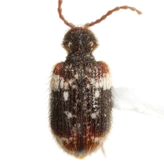 Ptinus bimaculatus