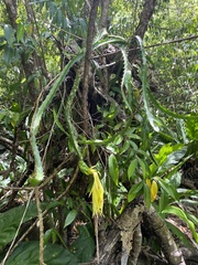 Selenicereus triangularis