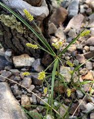 Cyperus dipsaceus